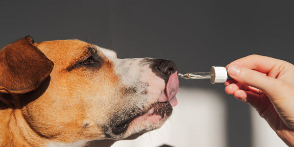 CBD Oil For Dogs: A Natural Way to Improve Your Dog's Health