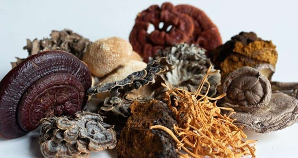 A Guide To Functional Mushrooms
